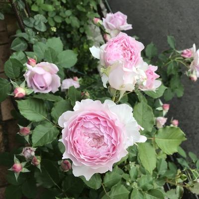 Эвридика (Euridice)