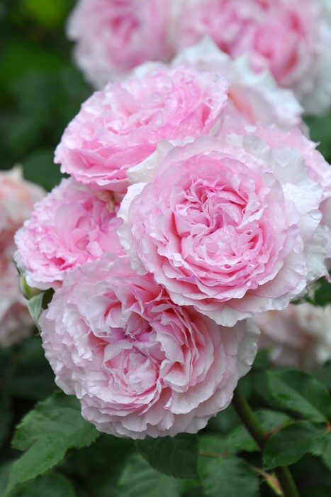 Эвридика (Euridice)