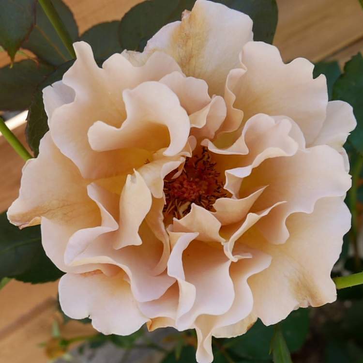 Эвентайл д*Ор(Eventail d'Or)