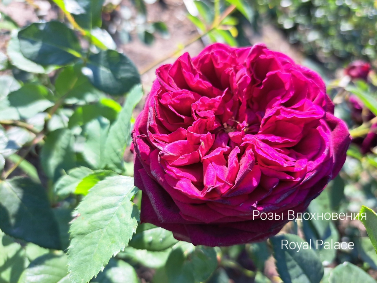 Роял Палас (Royal Palace)