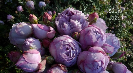 Ляпис Лазули (Lapis lazuli)