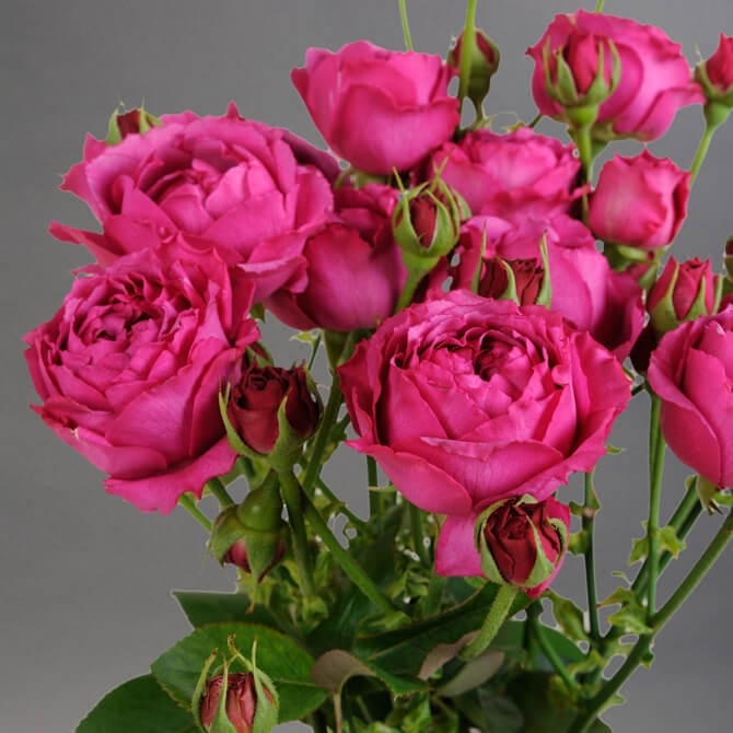 Марвел Баблс (Marvel Bubbles)