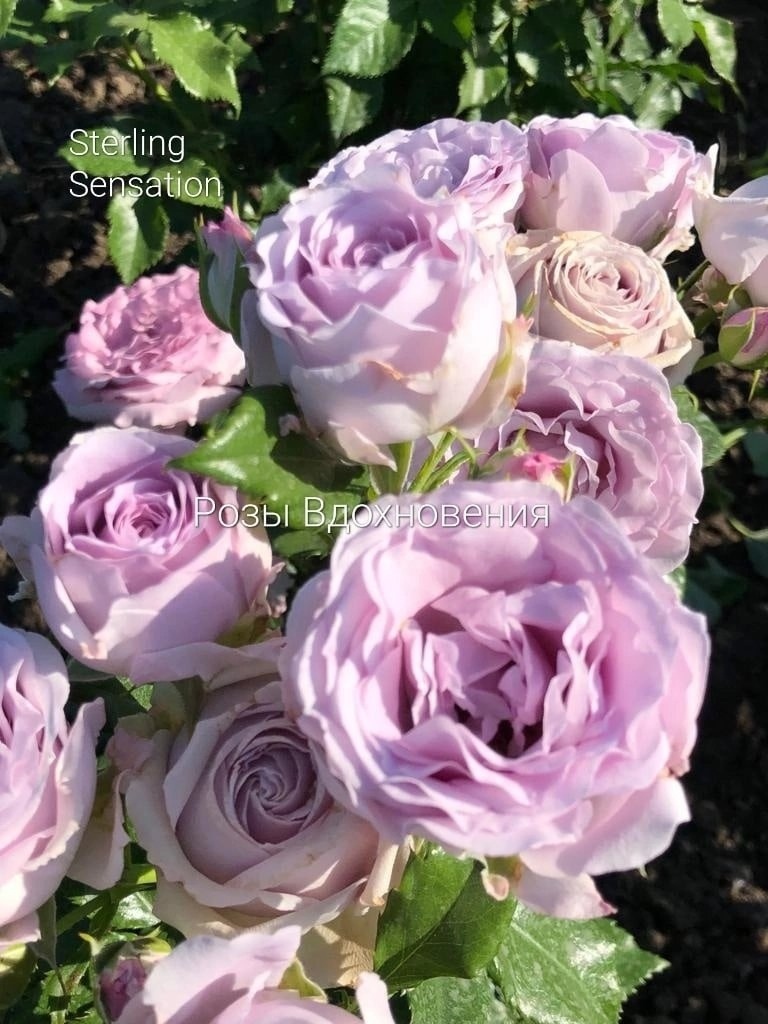 Стерлинг Сенсейшн (Sterling Sensation)