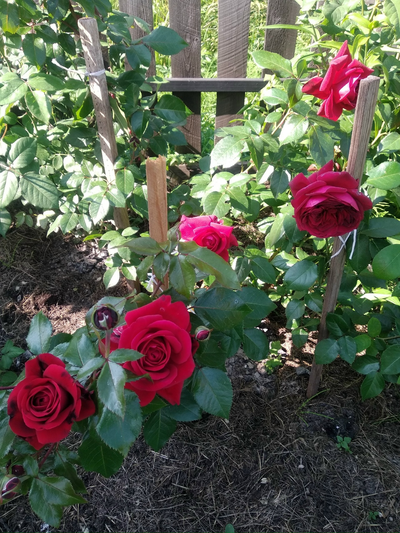 Михаэль (Michael)