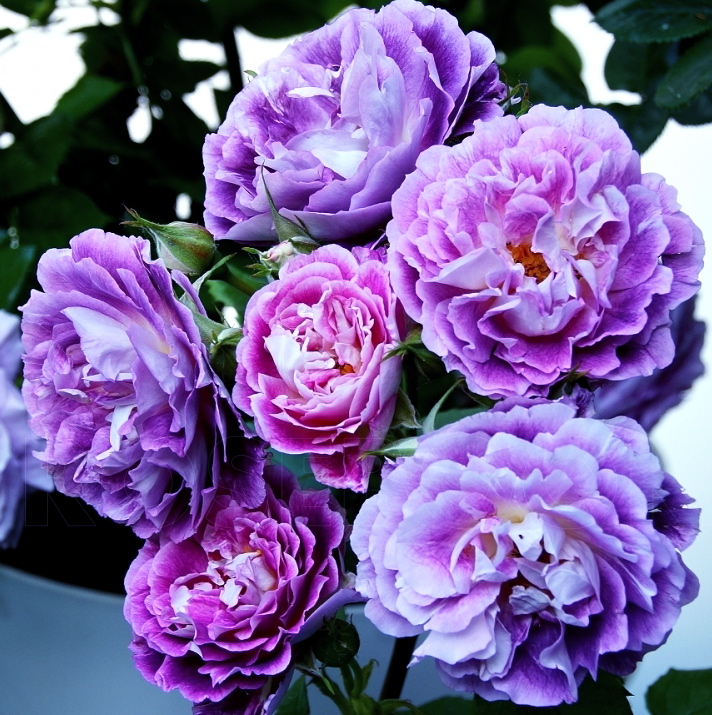 Хоровое общество Хаддерсфилда (Huddersfield Choral Society)