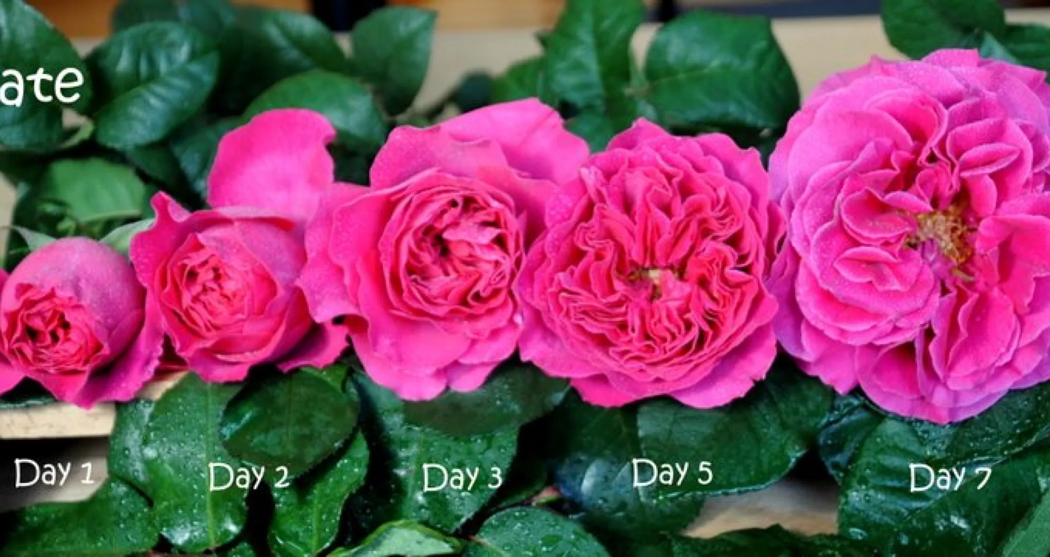 Роза Кейт (Kate)