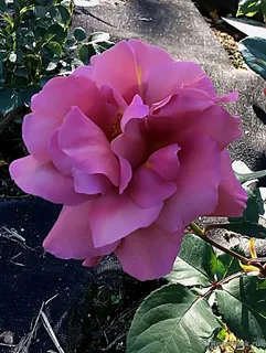 Эспрессо (Espresso)