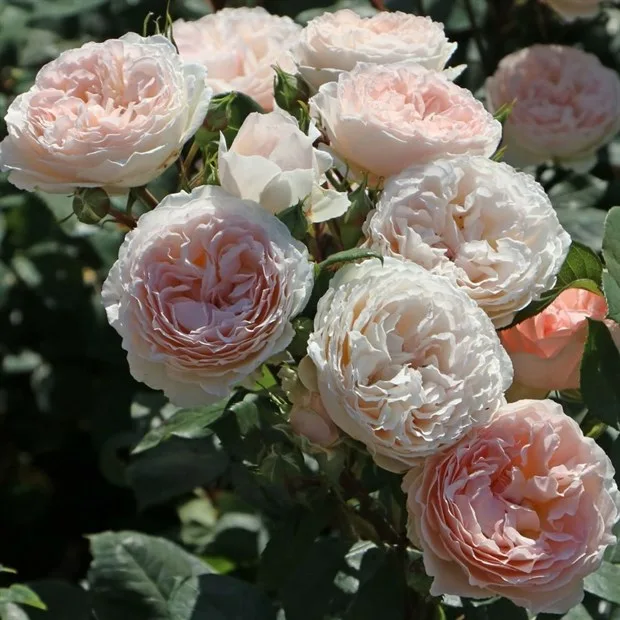 Мархенцаубер (Marchenzauber)