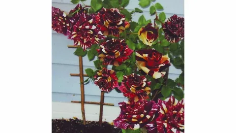 Роза Абра Клаймбер (Abra Climber)