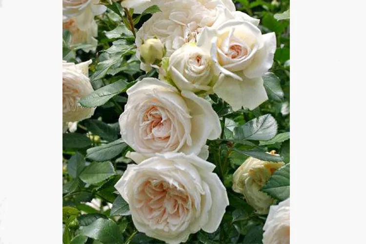 Ванилла (Vanilla)