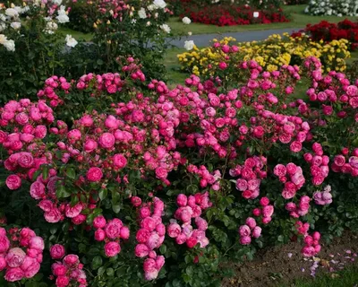 Помпонелла (Pomponella)