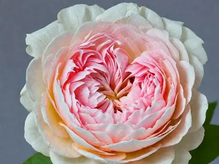 Стробери Макарон (Strawberry Macaron)