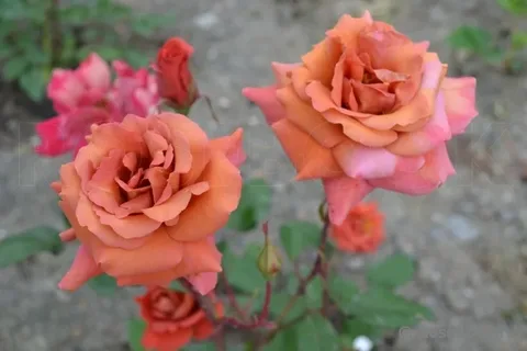 Эспрессо (Espresso)