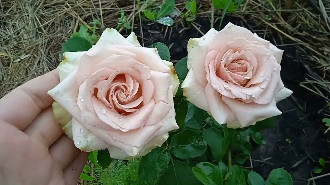 Квиксанд (Quicksand)