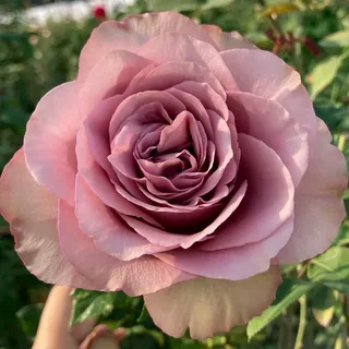 Монмарт (Montmartre)