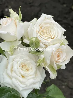 Вайт Йо-Йо (White Yo-Yo)