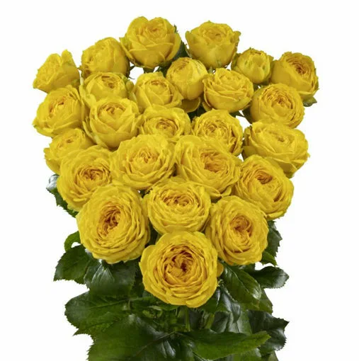 Луна Трендсеттер (Luna Trendsetter)