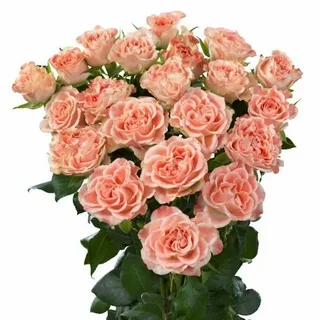 Фэйр Флау (Fair Flow)