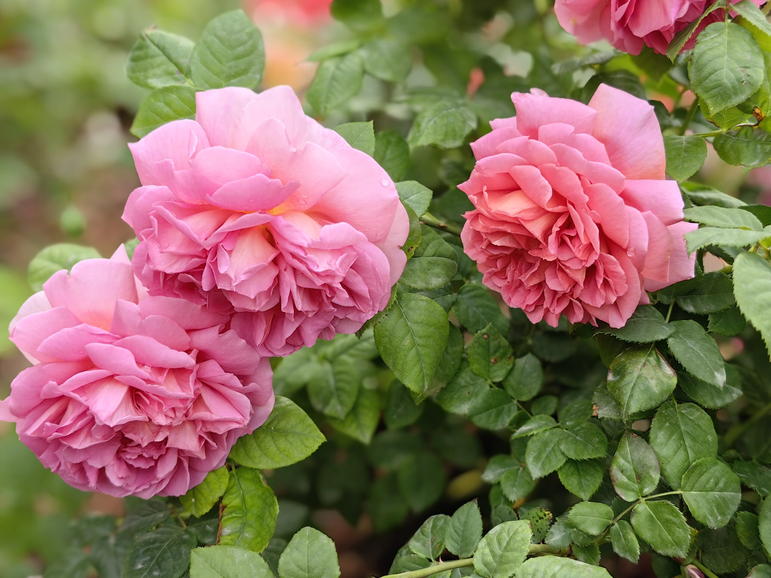 Зе Индевэ (The Endeavour)