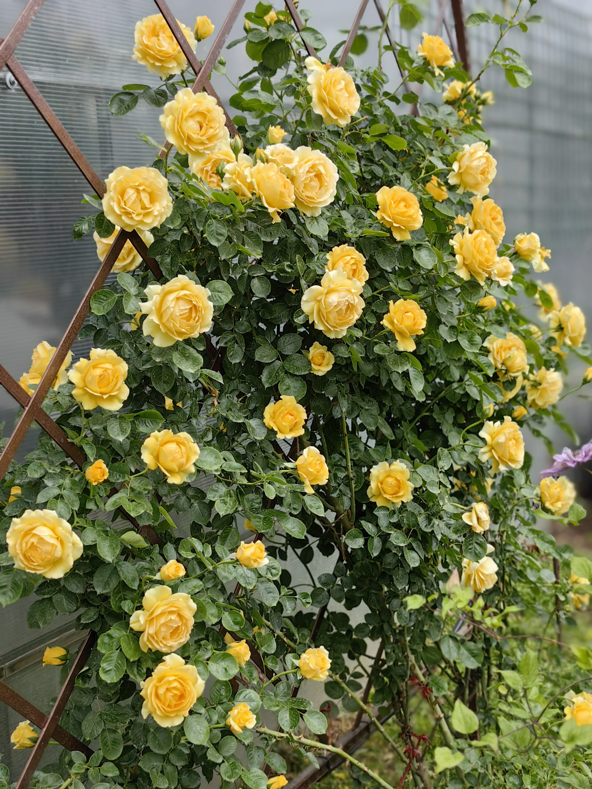 Зоммерголд (Sommergold)