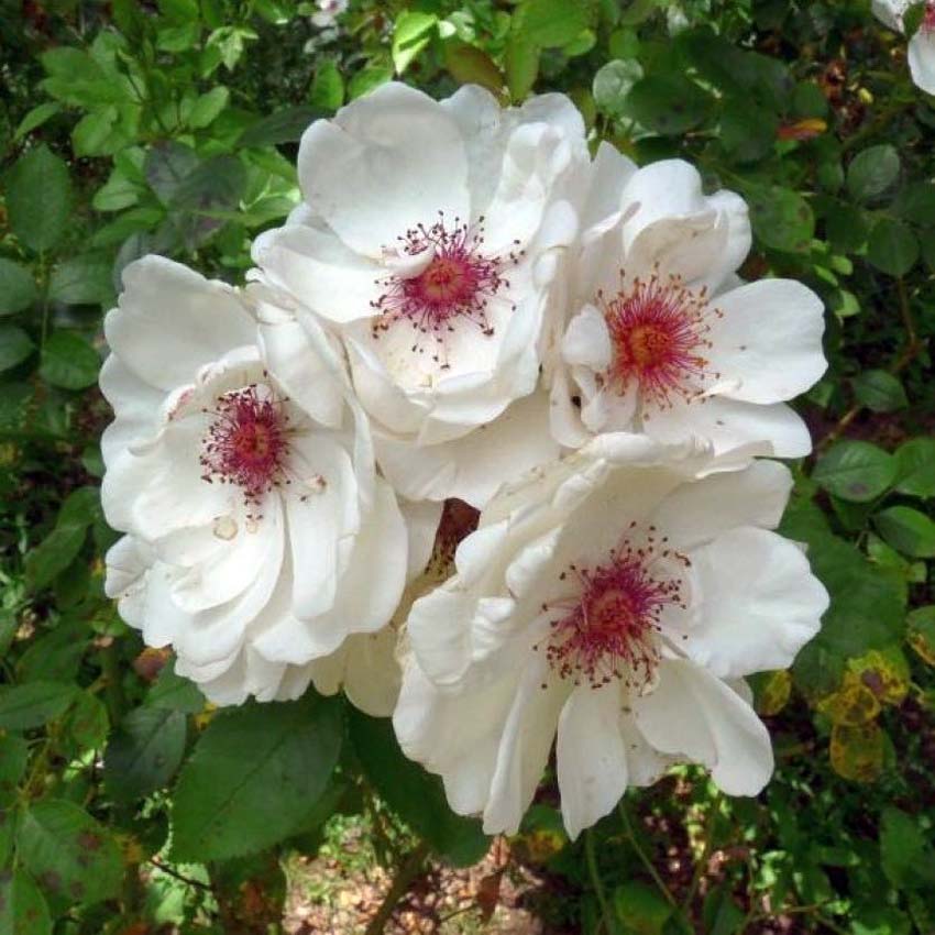 Жаклин Дю Пре (Jacqueline du Pre)