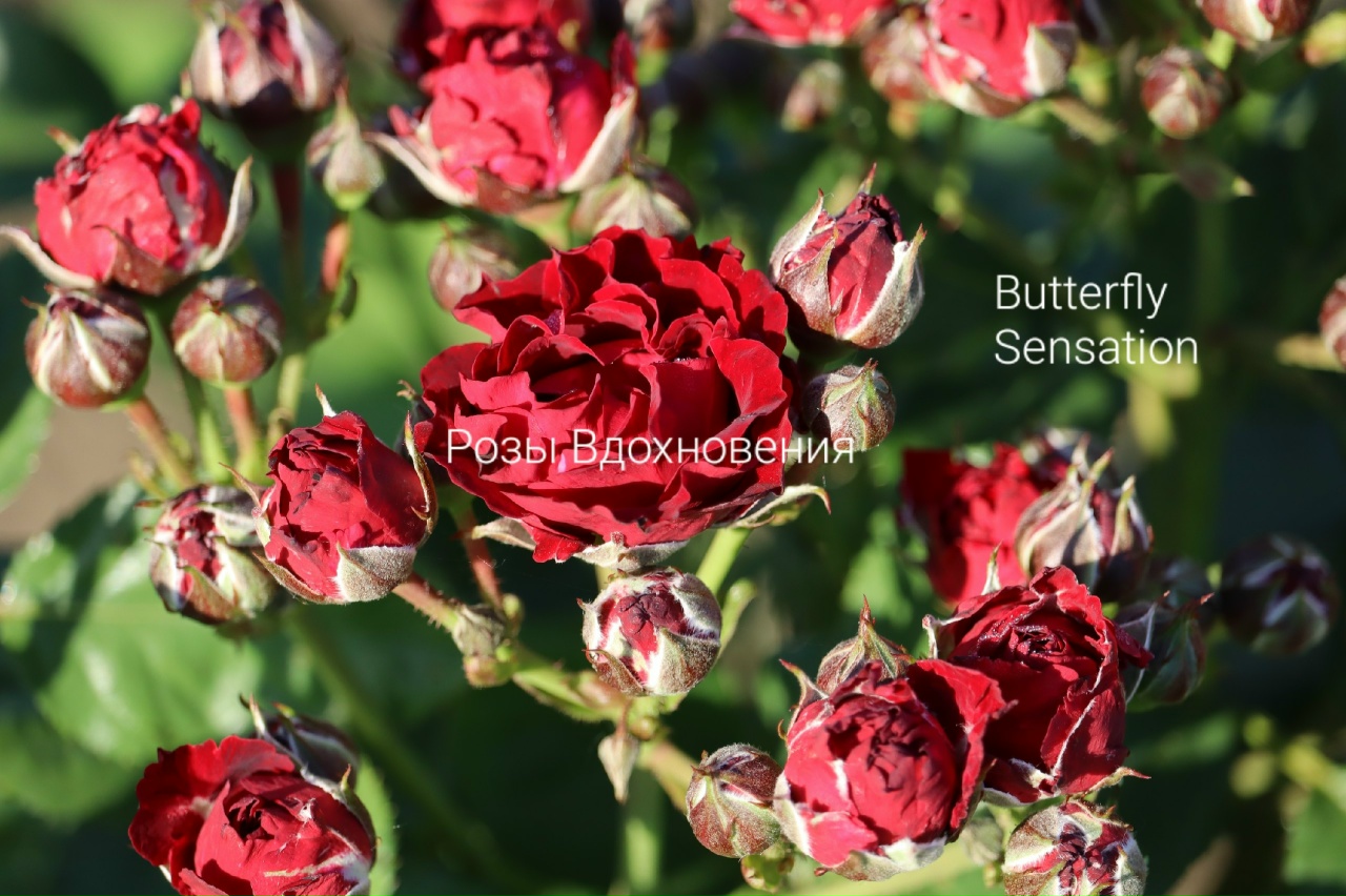 Баттерфляй Сенсейшен (butterfly sensation)