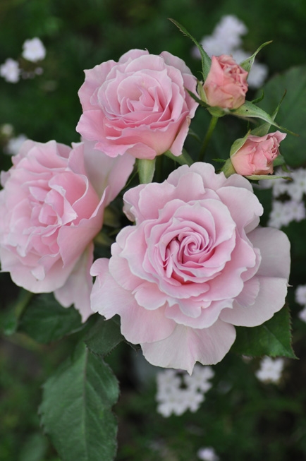 Ла Марье (La Mariee)