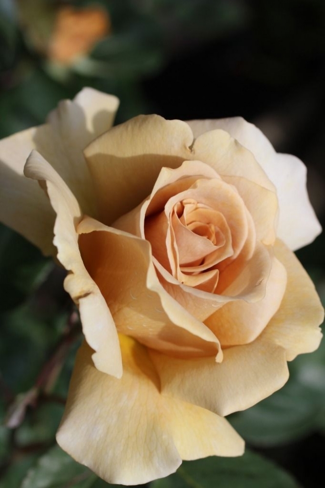 Эвентайл д*Ор(Eventail d'Or)