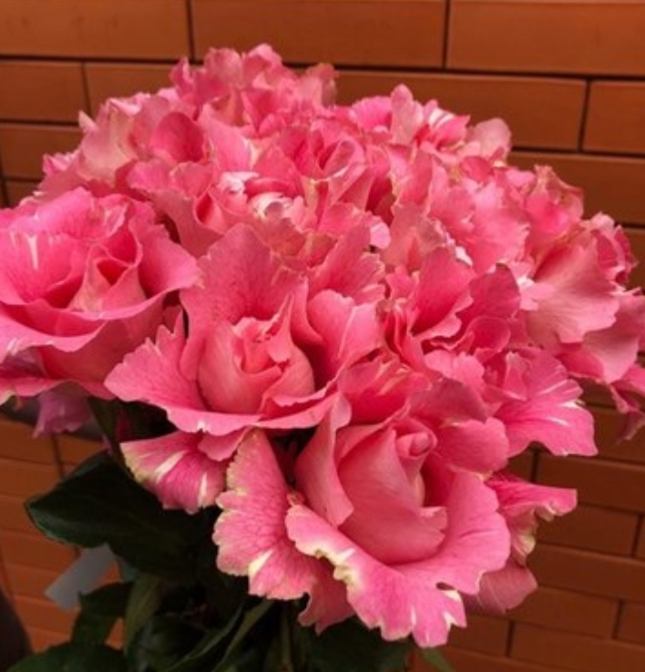 Каната (Kanata)