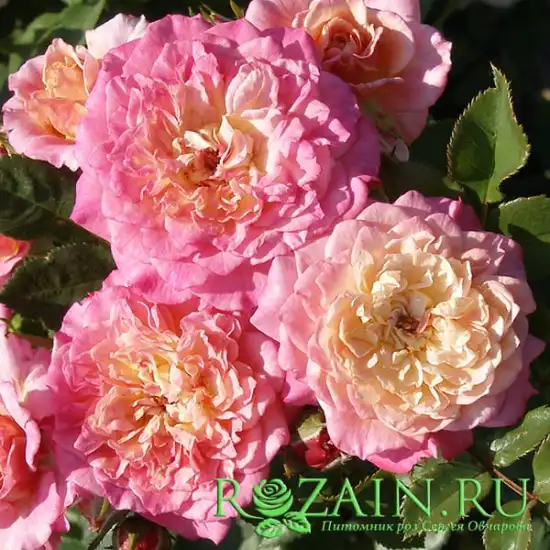 Роза Кантри Герл (Country Girl)