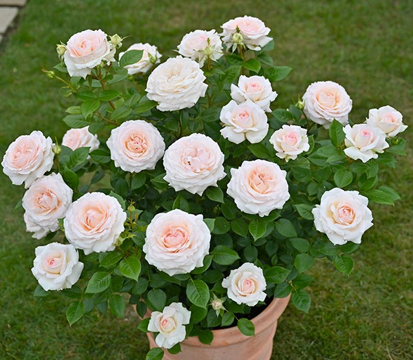 Ля Соважин Тэр э Пассьон (La Sauvagine Terre et Passion)