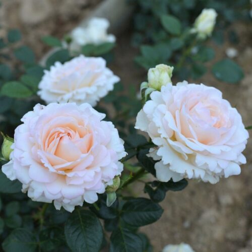 Ля Соважин Тэр э Пассьон (La Sauvagine Terre et Passion)