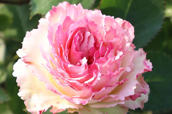 Лейс Эден Роуз, Lace Eden Rose