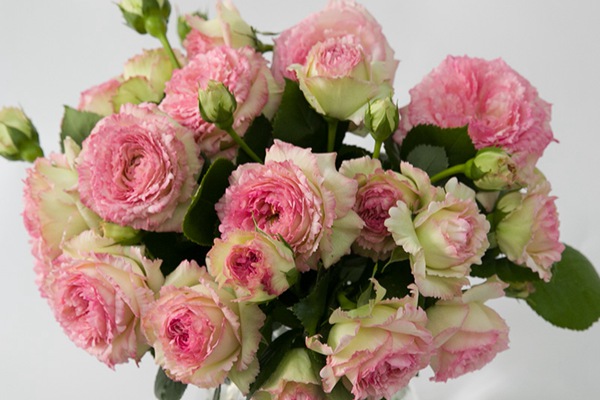 Лейс Эден Роуз, Lace Eden Rose