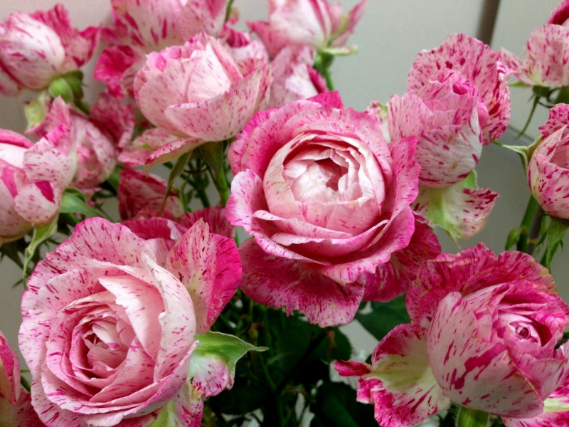 Леди Кэндл (Lady Candle)