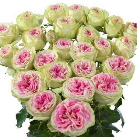 Джелато (Gelato