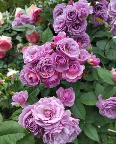Лавендер Букет (Lavender Bouquet)