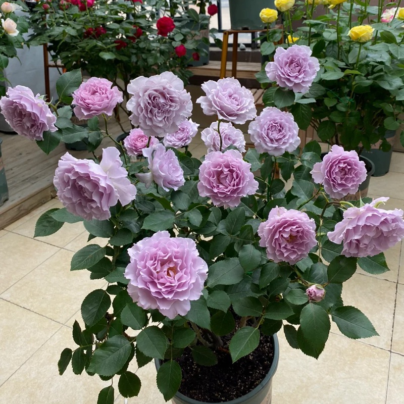 Либеллула (Libellula)