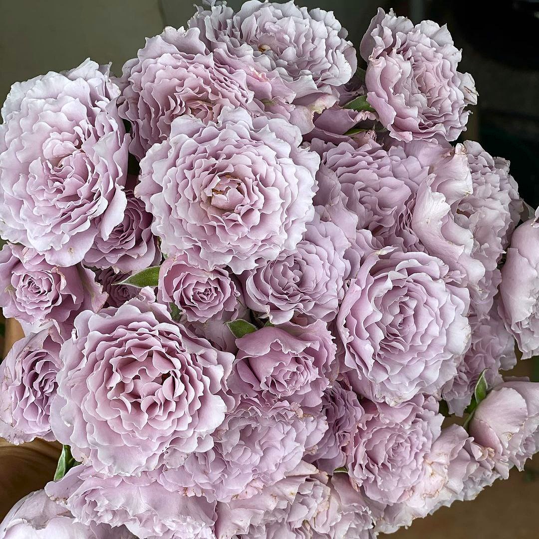 Либеллула (Libellula)