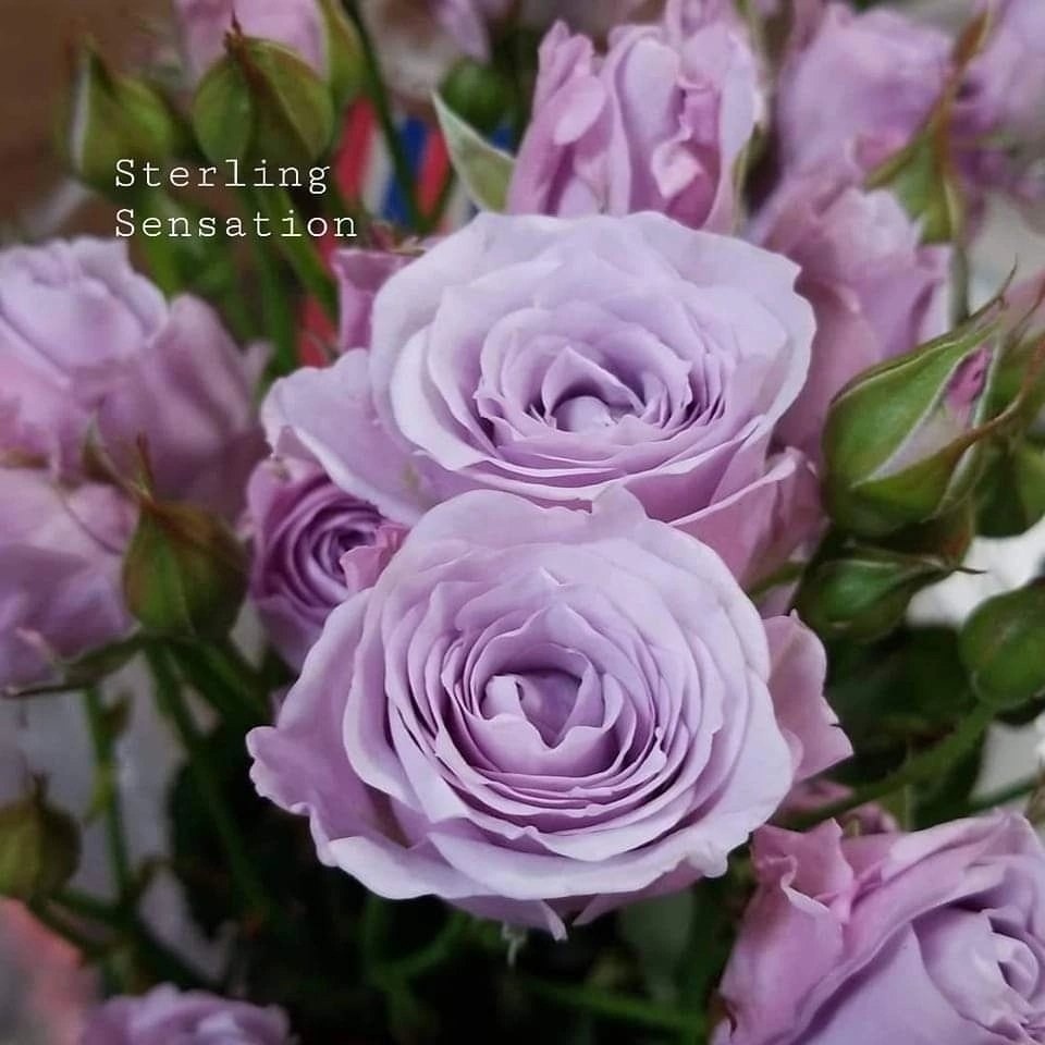 Стерлинг Сенсейшн (Sterling Sensation)