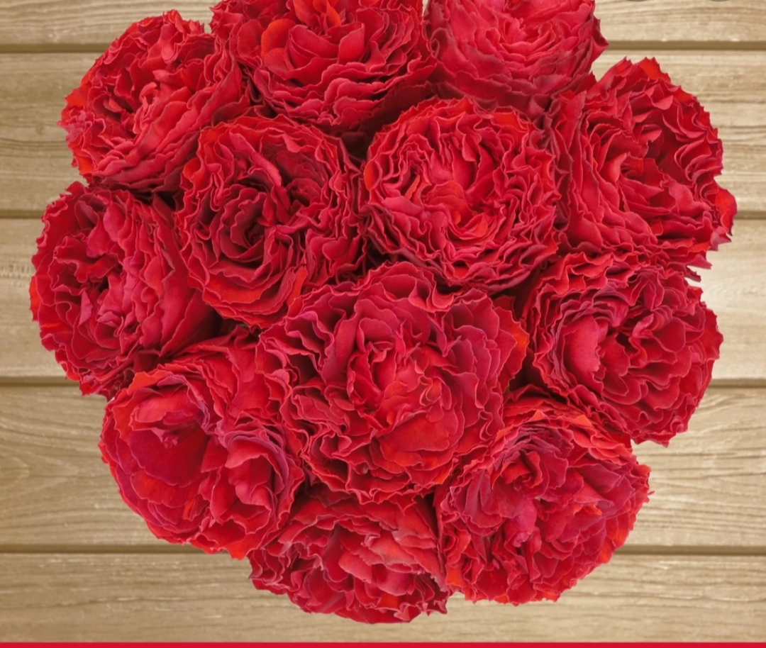 Самарканда (Samarkanda)