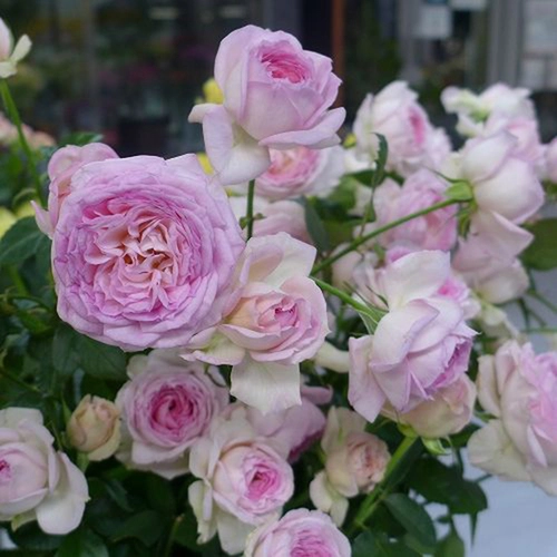 Май Бьюти (My Beauty)