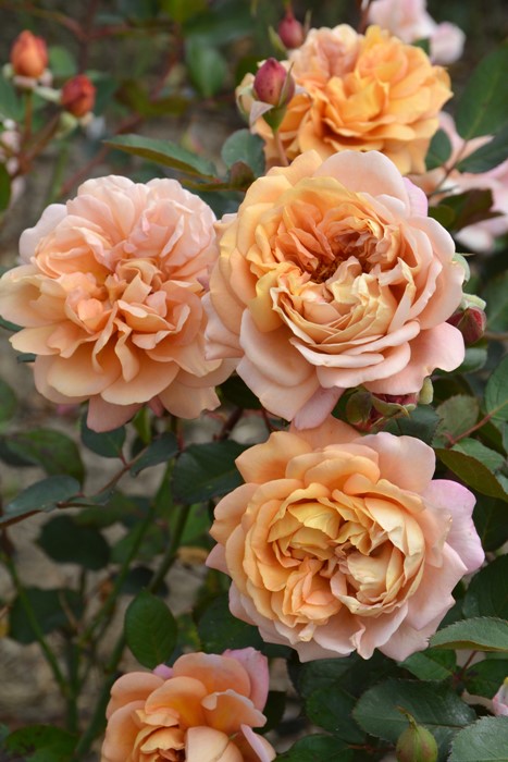 Маррон (Marron)