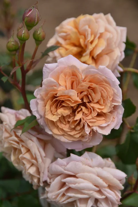 Маррон (Marron)