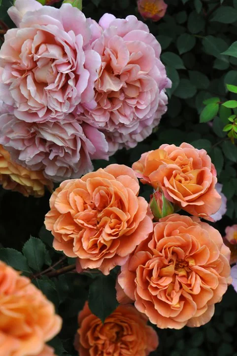 Маррон (Marron)