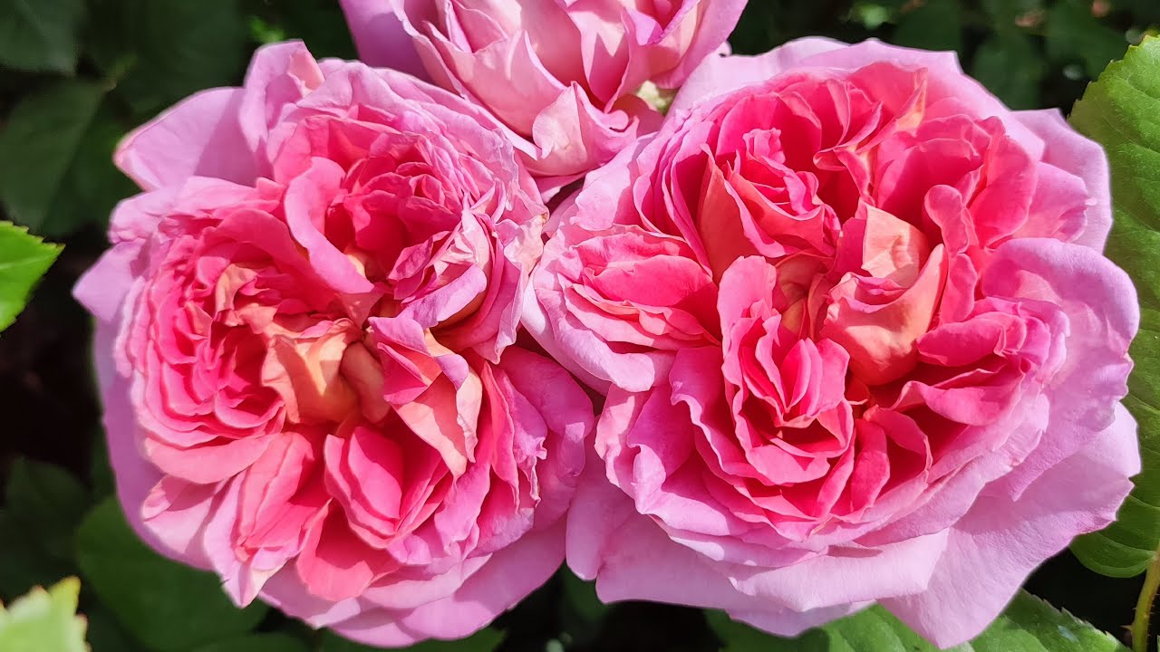 Зе Индевэ (The Endeavour)