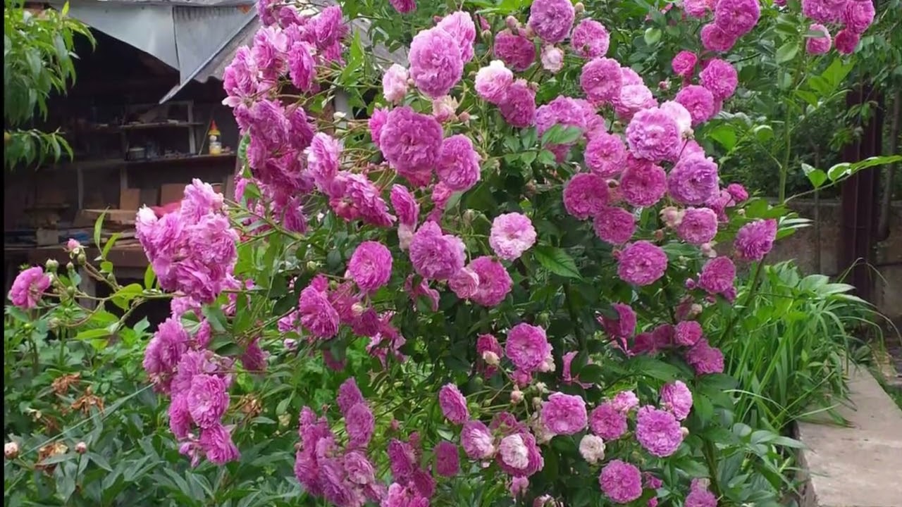 Лавендер Лесси (Lavender Lassie)