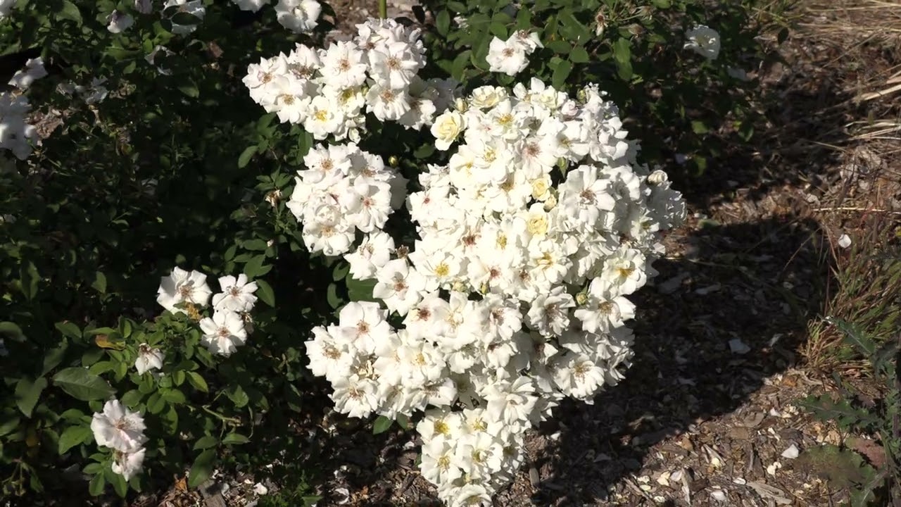 Нэж д Этэ (Neige d'Ete)