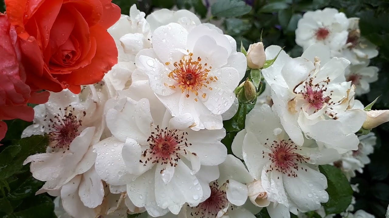 Жаклин Дю Пре (Jacqueline du Pre)