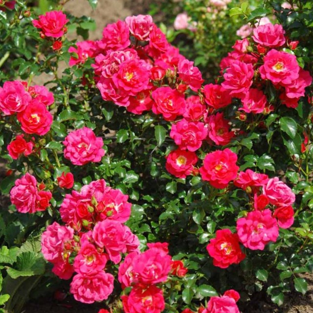 Хайдетраум (Heidetraum)